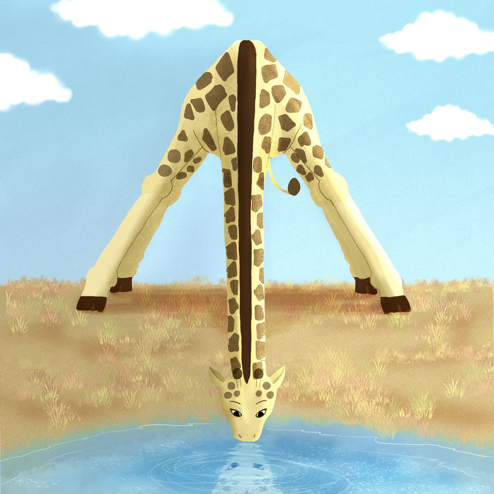 Chloé la girafe se penche pour boire à la mare